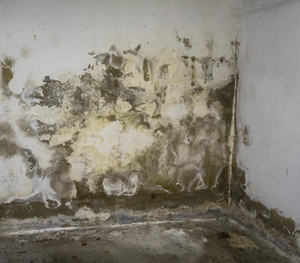 Penetrating damp in Brighton