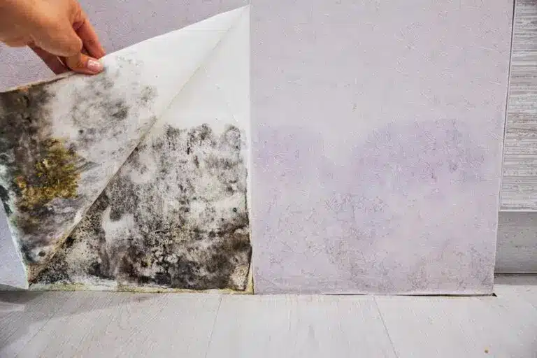 Rising Damp Investigations & Surveys In Brighton