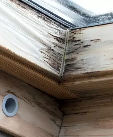 Symptoms of Wet Rot Dotun