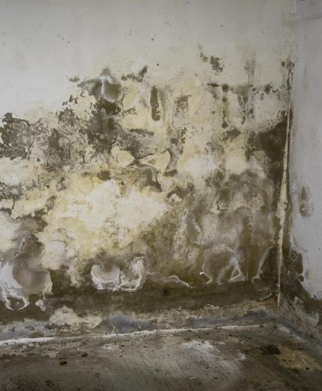 What Are The Symptoms Of Rising Damp?