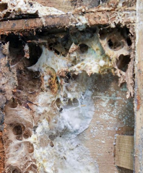 What Is Dry Rot Caused By?
