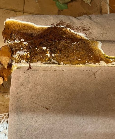 What Is Dry Rot?